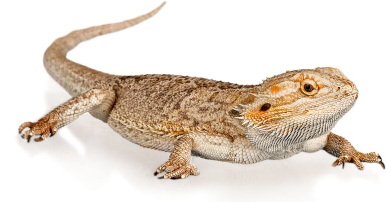 From Bugs to Berries: Designing a Balanced Bearded Dragon Diet